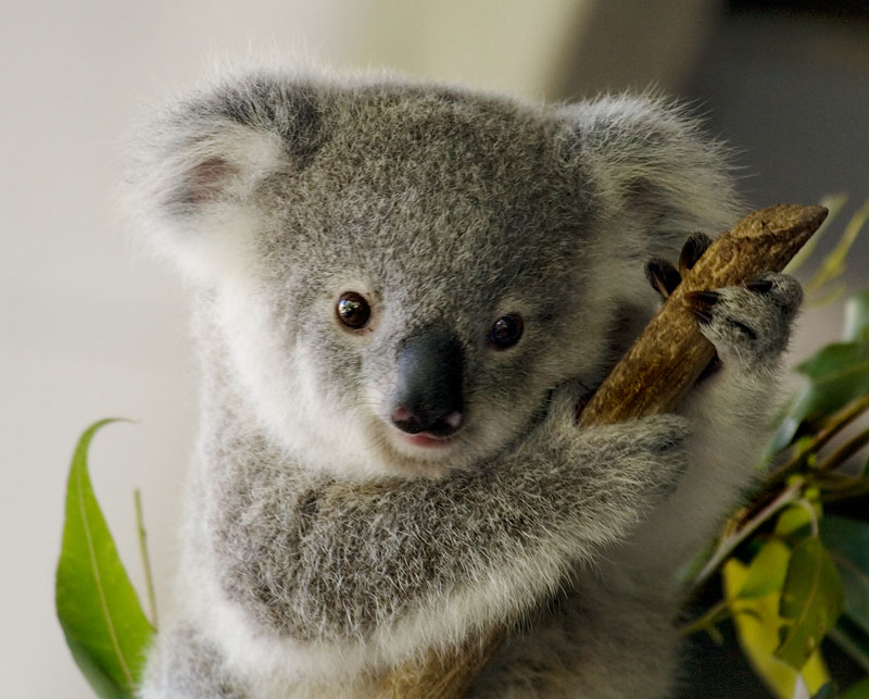 Koala, An Aussie Icon - FLATOUTbear
