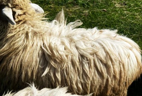 sheepskin rugs Sheepskin flat bears Lambskin sheep